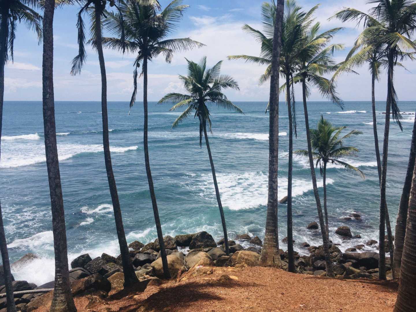 Palm trees above the sea at Mirissa, Sri Lanka